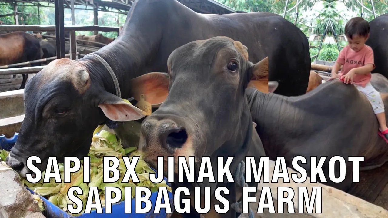 
                                 Sapi-Brahman-BX-Jinak-Maskot-Sapibagus-Farm